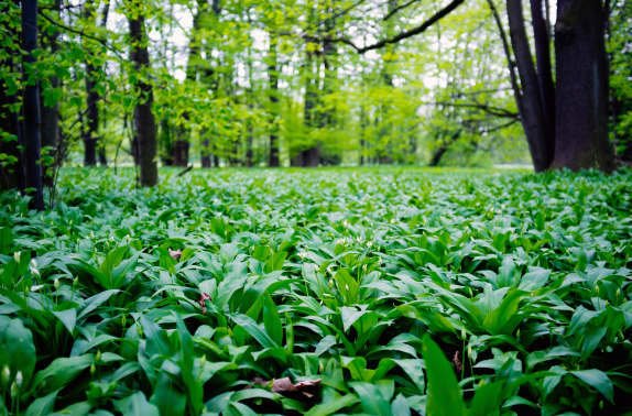 biljka-sremus-ima-smrtonosnog-dvojnika