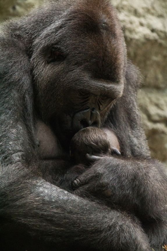 nove-bebe-u-zoo-vrtovima-bude-nove-nade