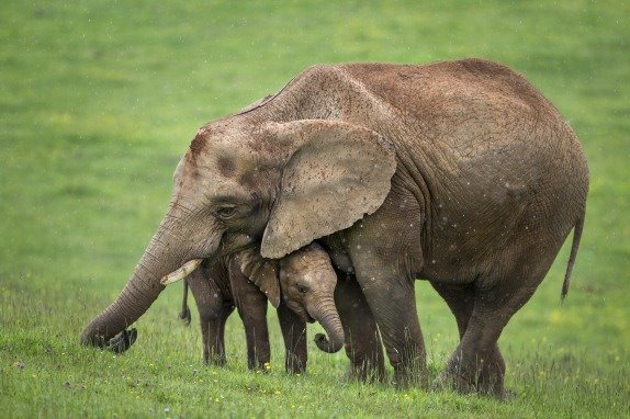 bejbi-bum-u-spanskom-parku-prirode