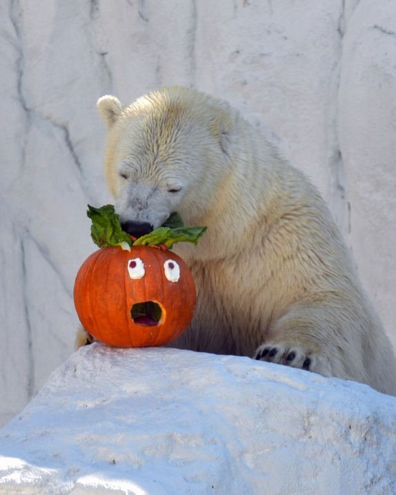 sirom-sveta-obelezen-praznik-noc-vestica