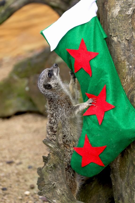 pripreme-za-bozic-u-zoo-vrtu