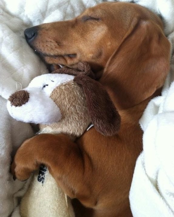 i-ljubimci-vole-plisane-igracke-foto