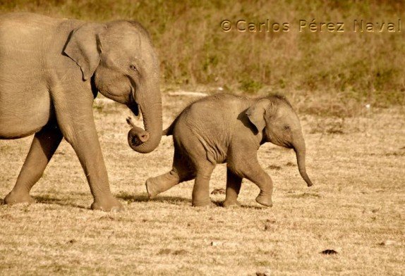 devetogodisnjak-ciji-ce-vas-talenat-ocarati-foto