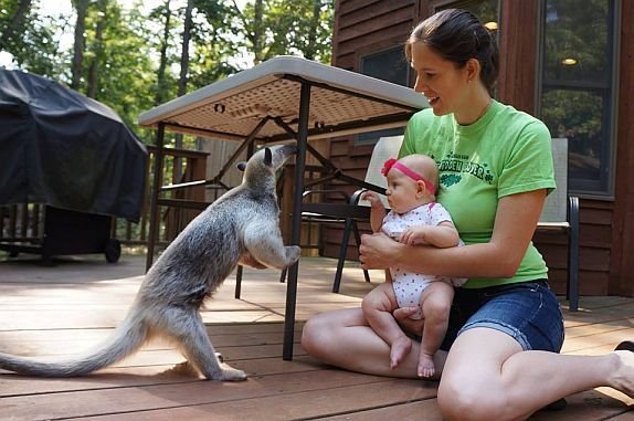 neobicno-prijateljstvo-dve-bebe-devojcice-alie-i-lenjivca-dejzi