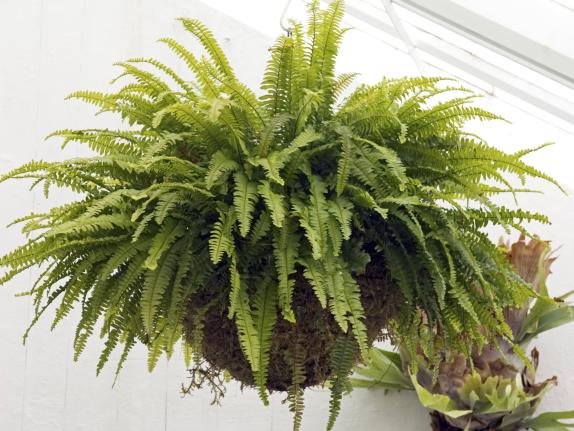 7-biljaka-za-prociscavanje-zivotnog-prostora