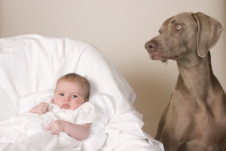kucni-ljubimac-i-beba-ima-li-razloga-za-strah