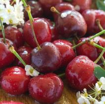 prolecno-voce-esencija-zdravlja