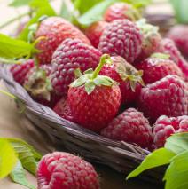 prolecno-voce-esencija-zdravlja