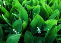 biljka-sremus-ima-smrtonosnog-dvojnika