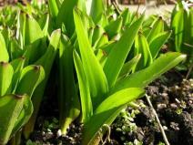 biljka-sremus-ima-smrtonosnog-dvojnika