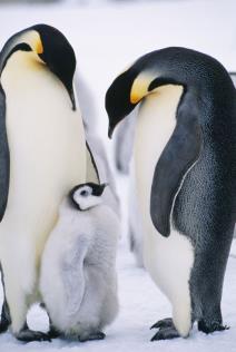 brizne-tate-zivotinjskog-carstva