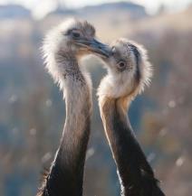 brizne-tate-zivotinjskog-carstva