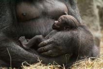 nove-bebe-u-zoo-vrtovima-bude-nove-nade