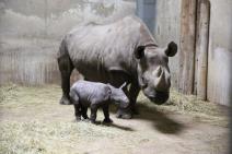 nove-bebe-u-zoo-vrtovima-bude-nove-nade