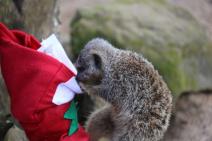 pripreme-za-bozic-u-zoo-vrtu