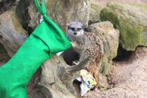 pripreme-za-bozic-u-zoo-vrtu