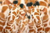 tematski-rodjendan-safari