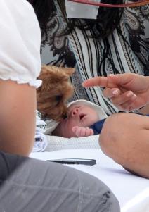 sajmon-kauel-brine-kako-ce-beba-uticati-na-njegove-pse