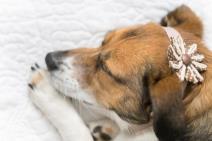 ponosni-roditelji-umiljate-kuce-parodija-na-fotografije-beba-fot