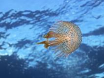 12-neverovatnih-upotreba-sirceta