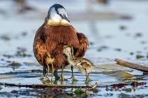 brizni-ocevi-kada-tata-cuva-svoje-ptice-foto