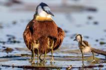 brizni-ocevi-kada-tata-cuva-svoje-ptice-foto