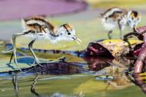 brizni-ocevi-kada-tata-cuva-svoje-ptice-foto