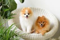 saznajte-koje-rase-zive-najduze-mogu-cak-da-dozive-i-27-godina