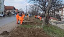 U Nišu posađeno 25 stabala lišćara u okviru projekta Zasadi drvo