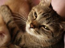 deca-odrasla-sa-divljim-zivotinjama