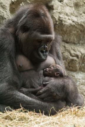 nove-bebe-u-zoo-vrtovima-bude-nove-nade