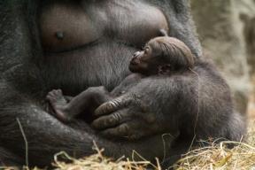 nove-bebe-u-zoo-vrtovima-bude-nove-nade
