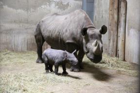 nove-bebe-u-zoo-vrtovima-bude-nove-nade