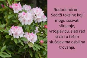 peteljke jagode (12).jpg