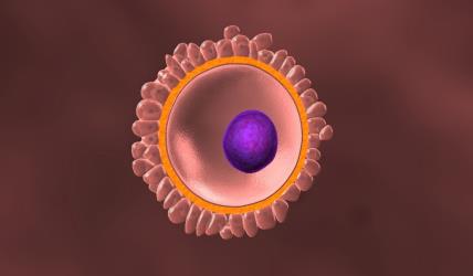 1. nedelja trudnoće