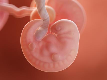 6. nedelja trudnoće