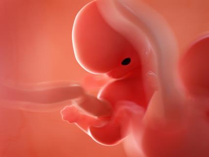 8. nedelja trudnoće