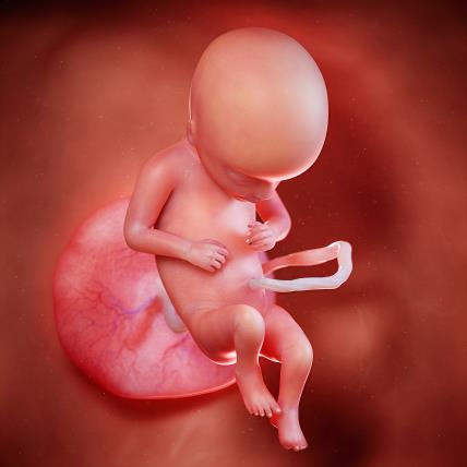 17. nedelja trudnoće