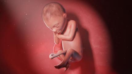 24. nedelja trudnoće