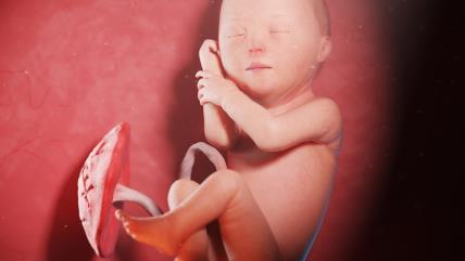 29. nedelja trudnoće