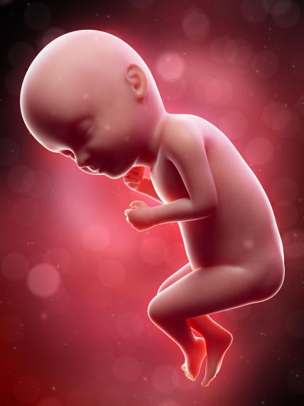 33. nedelja trudnoće