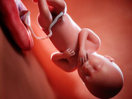 36. nedelja trudnoće