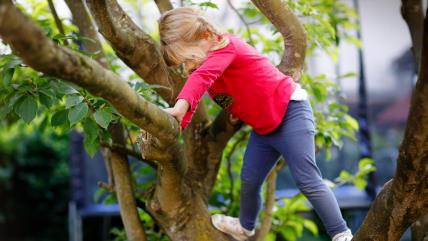 Priča o devojčici koja se popela na drvo i nestala
