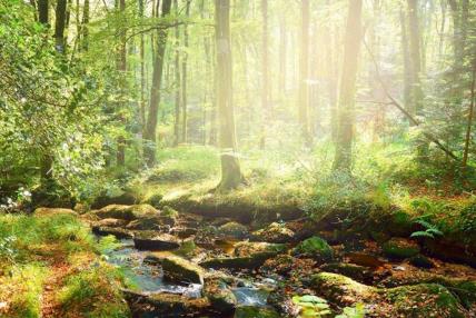 Miyawaki šume rešenje za zagađenost sredine.jpg