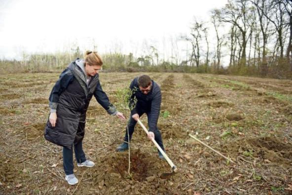 zasadi-drvo-godisnjica-trud-se-isplatio-nicu-nove-sume