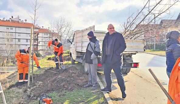 U Nišu posađeno 25 stabala lišćara u okviru projekta Zasadi drvo