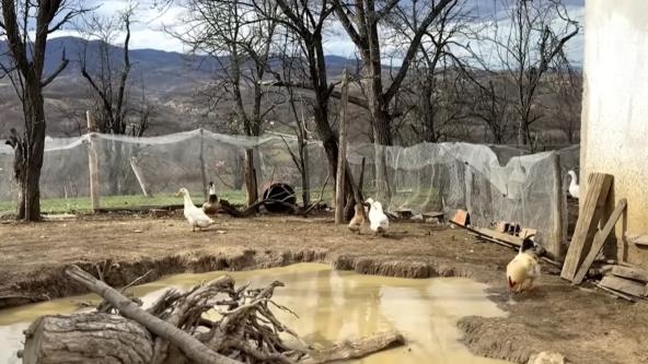 Imanje Srđana i Nasim