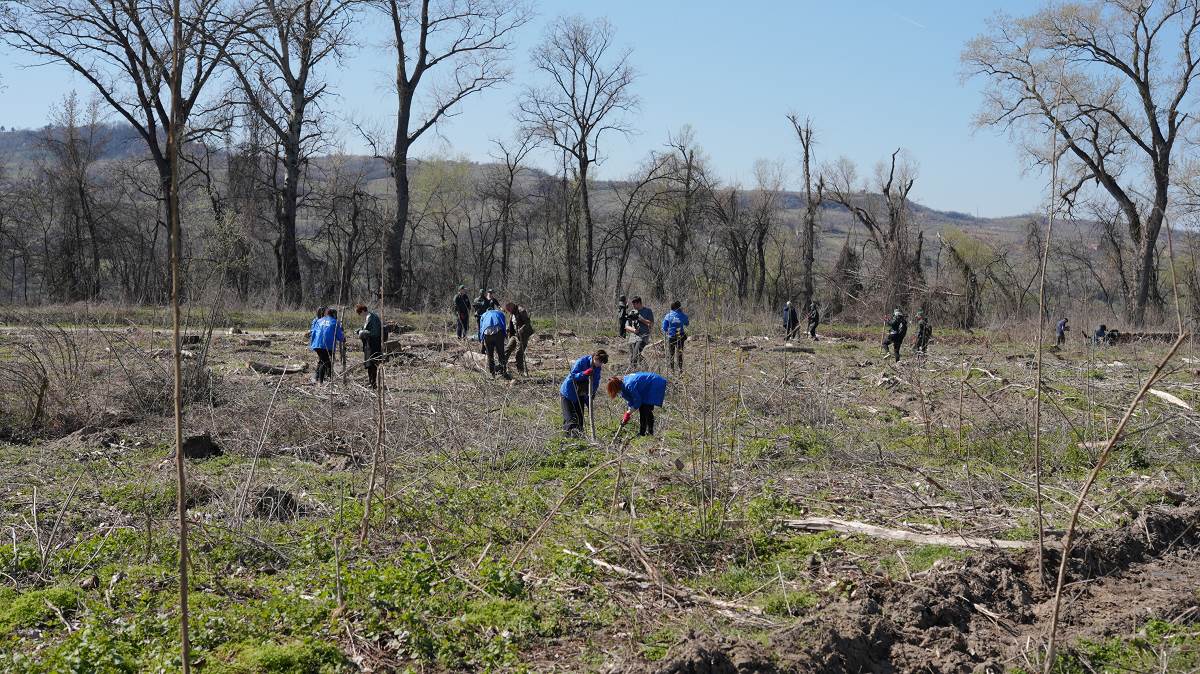 Za šest godina posađeno milion sadnica u okviru projekta Zasadi drvo