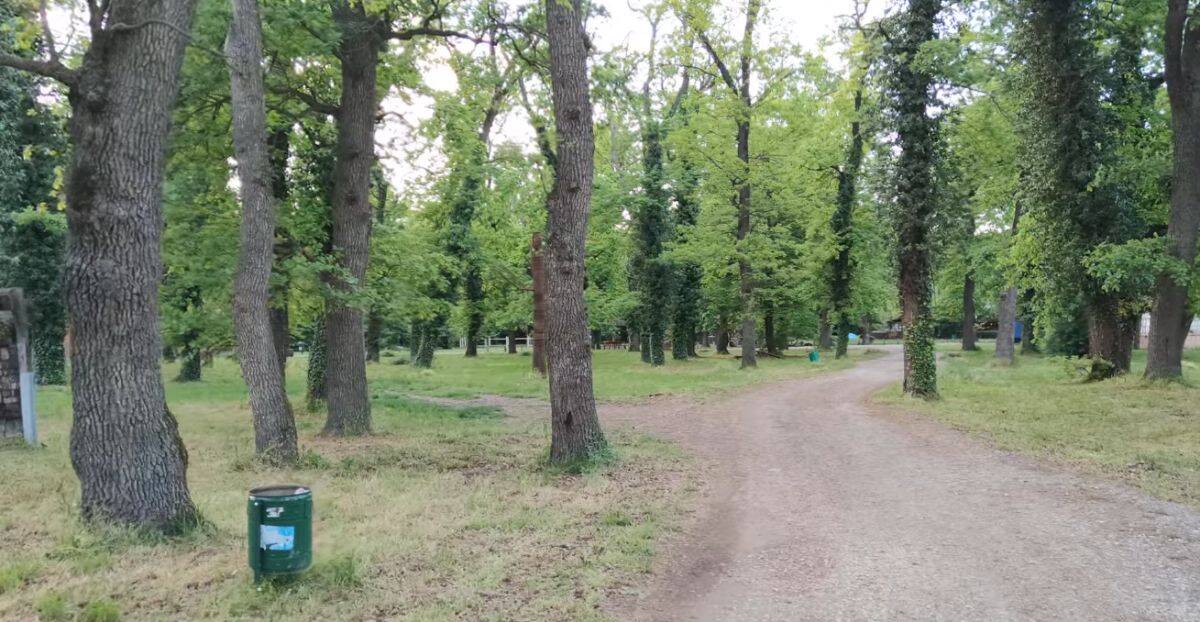 bojcinska suma006.jpg